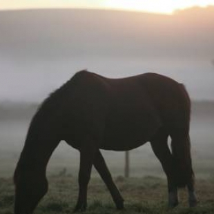 Фотография мини отеля Феникс