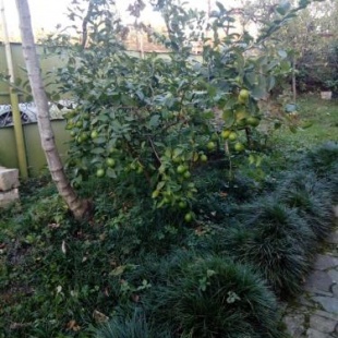 Фотография гостевого дома Guest house Andre