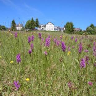 Фотографии гостиницы 
            Hotel Schöne Aussicht