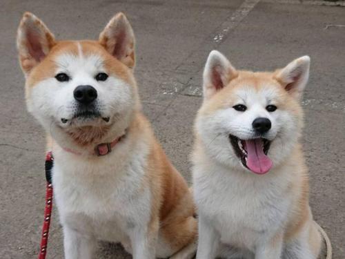 Фотография хостела Royal Hotel Odate