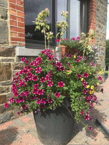 Фотография мини отеля Ferme de la Petite Fagne