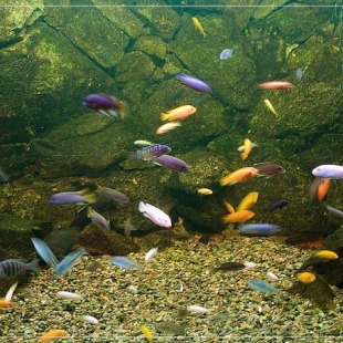 Фотография Аквариум пресноводных рыб
