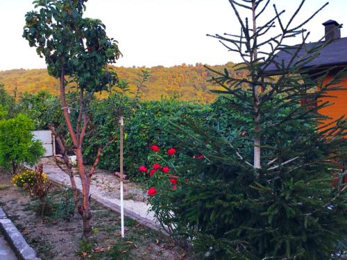 Фотография мини отеля Мзымта