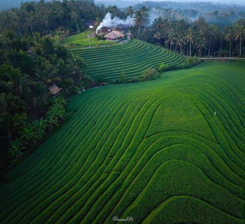 Фотография гостевого дома Bali Sesandan Garden