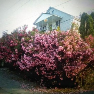 Фотография гостевого дома Олеандр