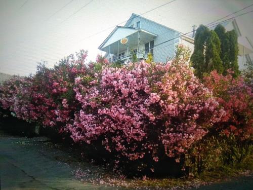 Фотографии гостевого дома
Олеандр