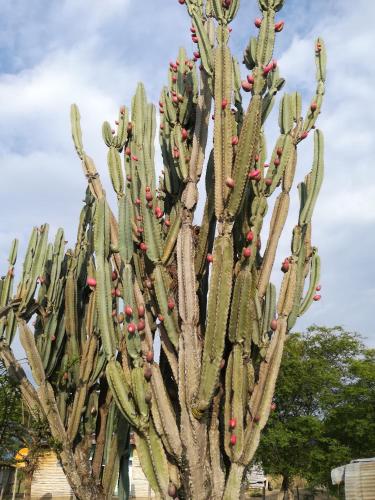 Фотография кемпинга Qji Glamping biohotel