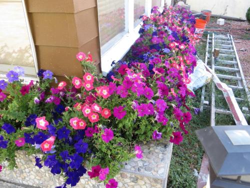 Фотография мотеля The L Motel Downtown/NAU Conference Center