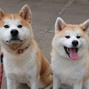 Фотография хостела Royal Hotel Odate