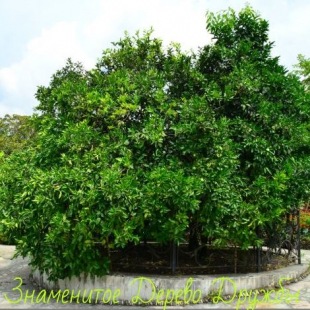 Фотография достопримечательности Сад-музей Дерево дружбы