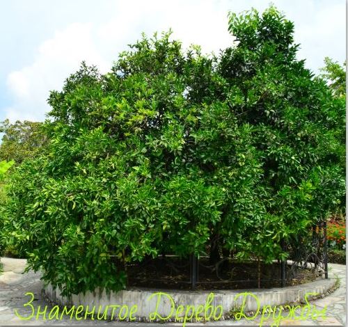 Фотографии достопримечательности
Сад-музей Дерево дружбы