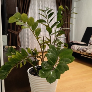 Фотография квартиры Квартира на Октябрьском проспекте 30А