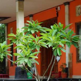 Фотографии мини отеля
Made Roejas Family