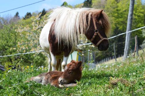 Фотография базы отдыха Jelenov breg pod Matajurem