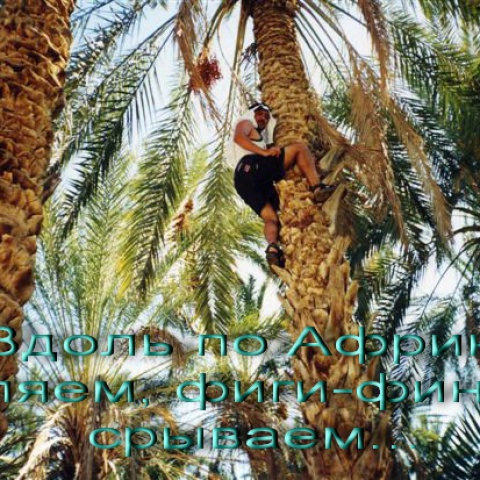 Фото "Сбор кокосов в оазисе Сахары"